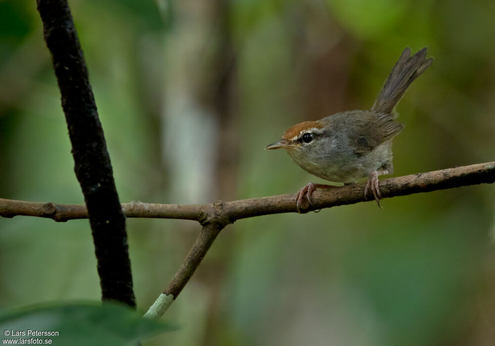 Fiji Bush Warbler