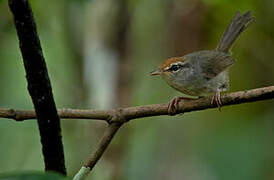 Fiji Bush Warbler