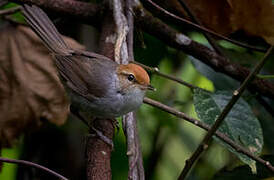 Fiji Bush Warbler