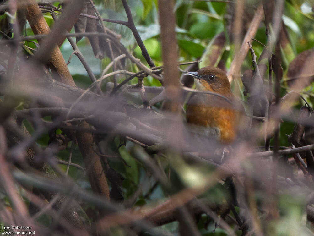 Bangwa Forest Warbleradult, close-up portrait