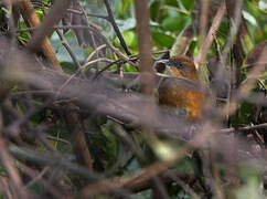 Bangwa Forest Warbler