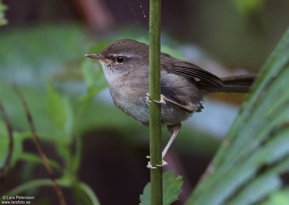 Aberrant Bush Warbleradult, identification