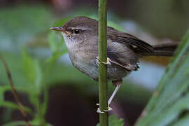 Aberrant Bush Warbler