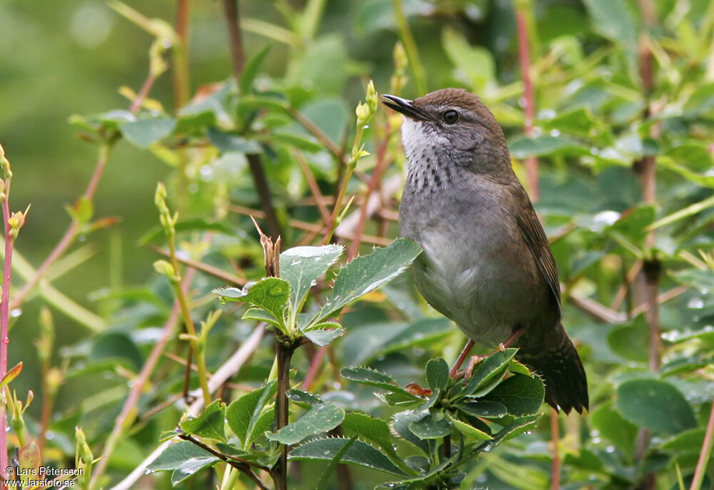 Spotted Bush Warbler