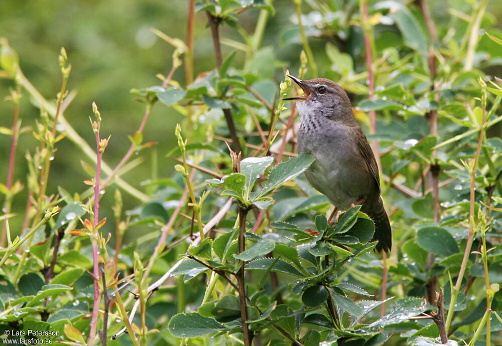 Spotted Bush Warbler