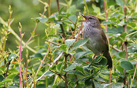 Spotted Bush Warbler