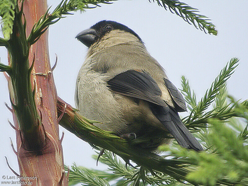 Azores Bullfinch