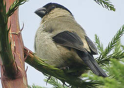 Azores Bullfinch