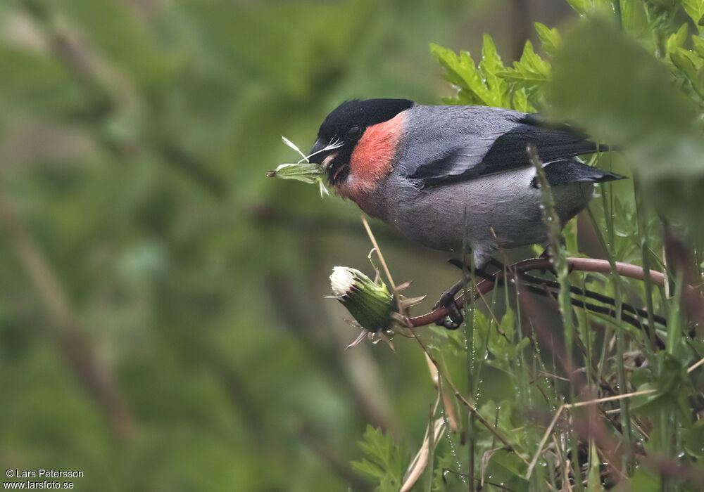 Eurasian Bullfinch