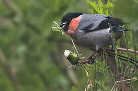 Eurasian Bullfinch