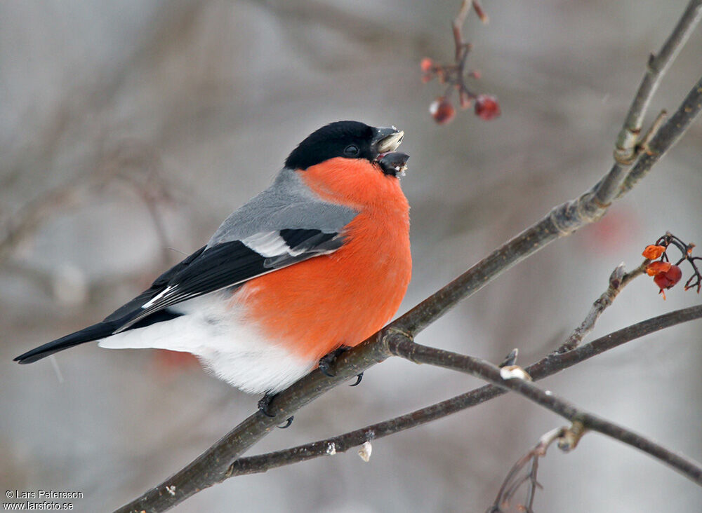 Eurasian Bullfinch