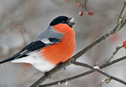 Eurasian Bullfinch