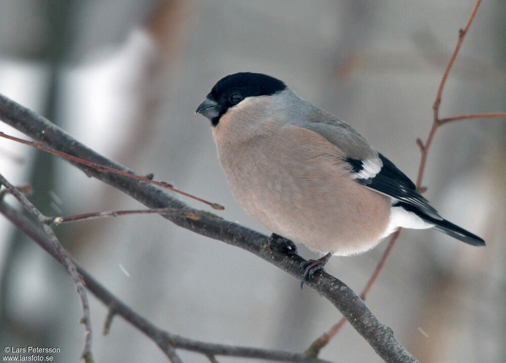 Eurasian Bullfinch