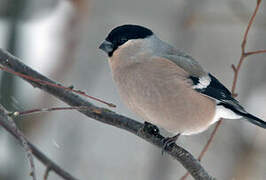 Eurasian Bullfinch