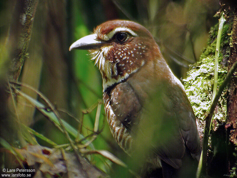 Short-legged Ground Roller