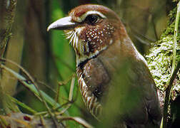 Short-legged Ground Roller