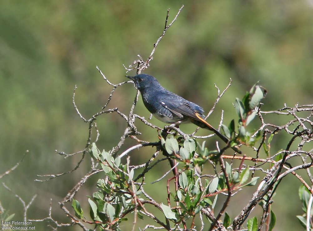 White-bellied Redstartadult