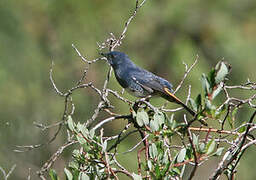 White-bellied Redstart