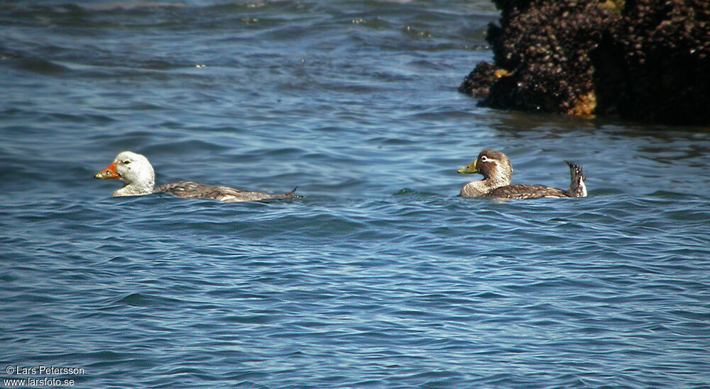 Chubut Steamer Duck