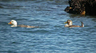 Chubut Steamer Duck