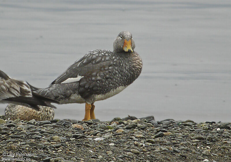 Fuegian Steamer Duck