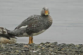 Fuegian Steamer Duck