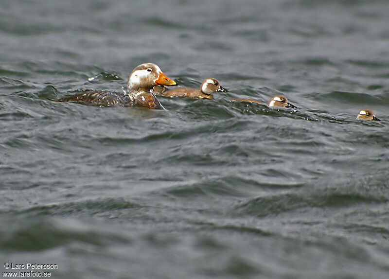 Flying Steamer Duck