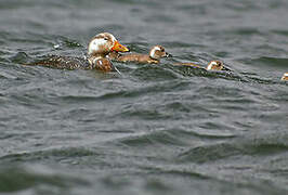 Flying Steamer Duck