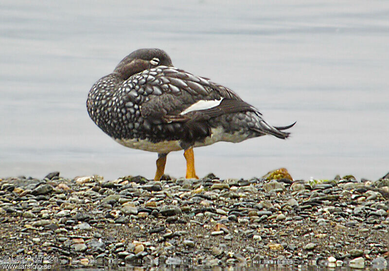 Flying Steamer Duck