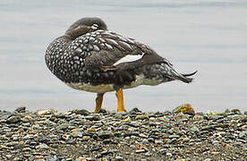 Flying Steamer Duck