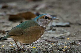 Blue-rumped Pitta