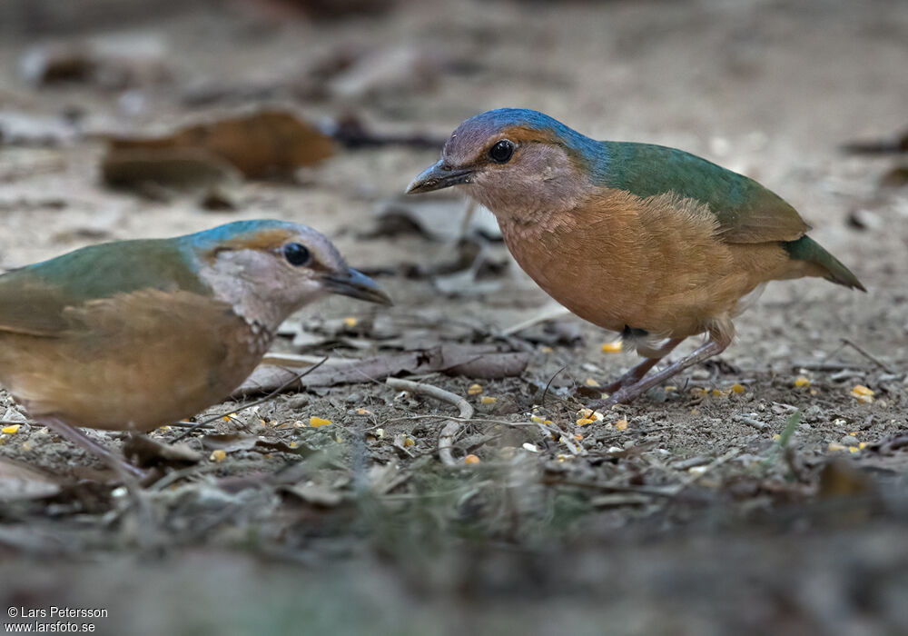 Blue-rumped Pitta