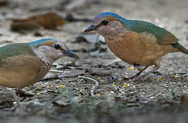 Blue-rumped Pitta