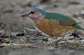 Blue-rumped Pitta