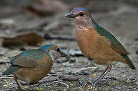 Blue-rumped Pitta