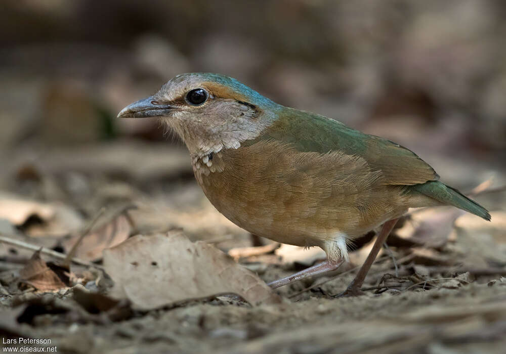 Blue-rumped Pittaadult, identification