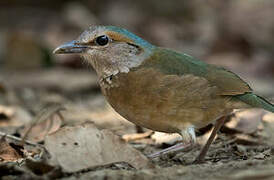 Blue-rumped Pitta