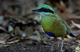 Bar-bellied Pitta