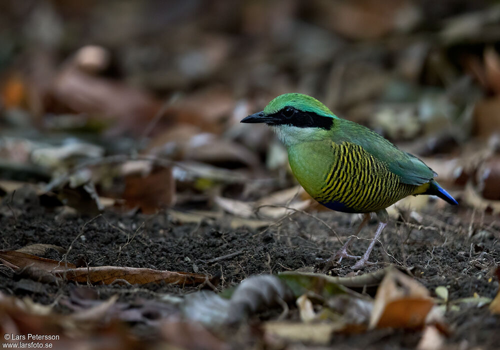 Bar-bellied Pitta