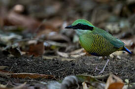 Bar-bellied Pitta