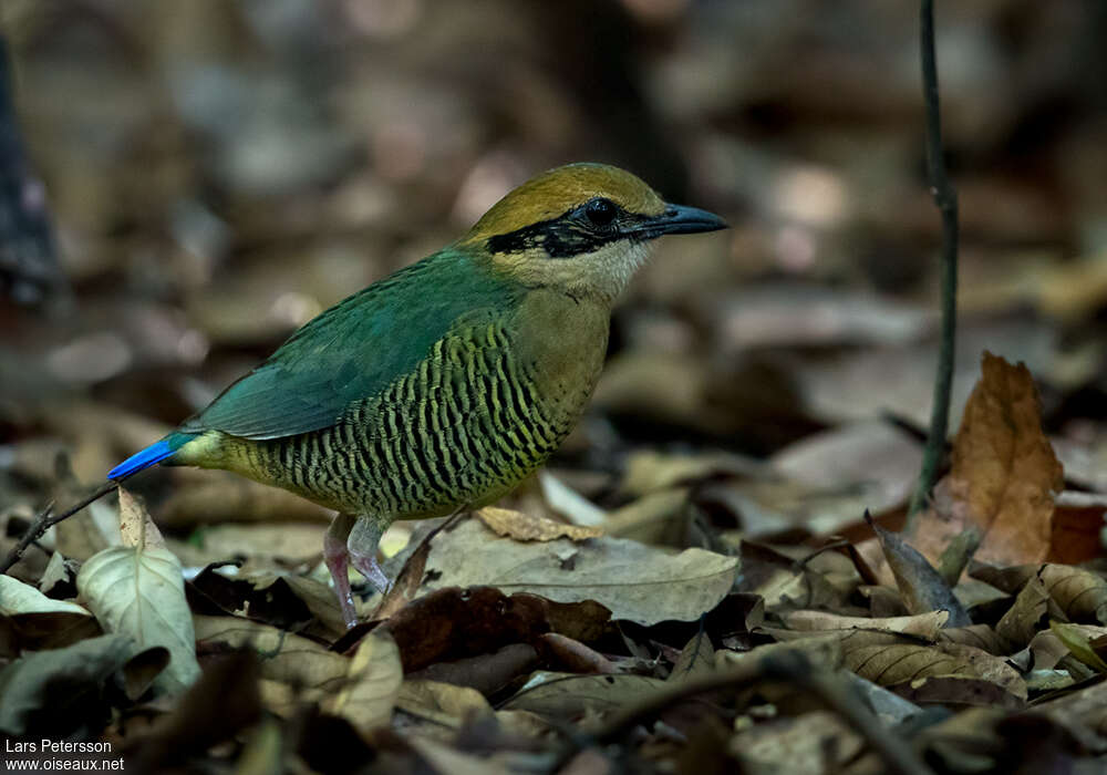 Bar-bellied Pitta female adult, identification