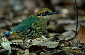 Bar-bellied Pitta