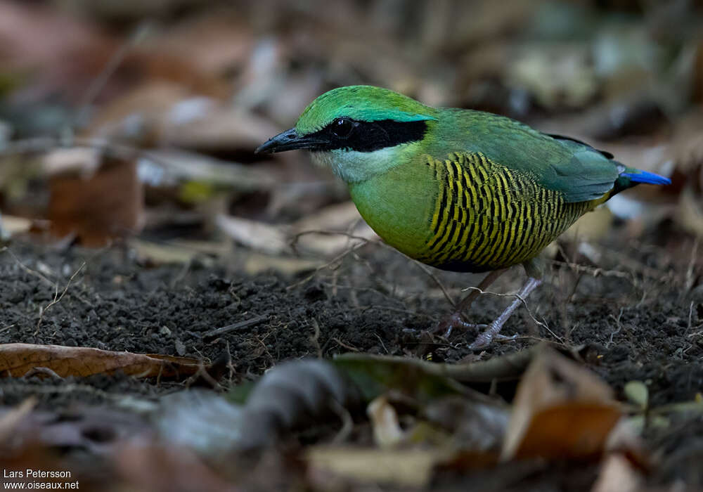 Bar-bellied Pitta male adult, identification