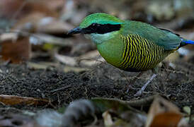 Bar-bellied Pitta