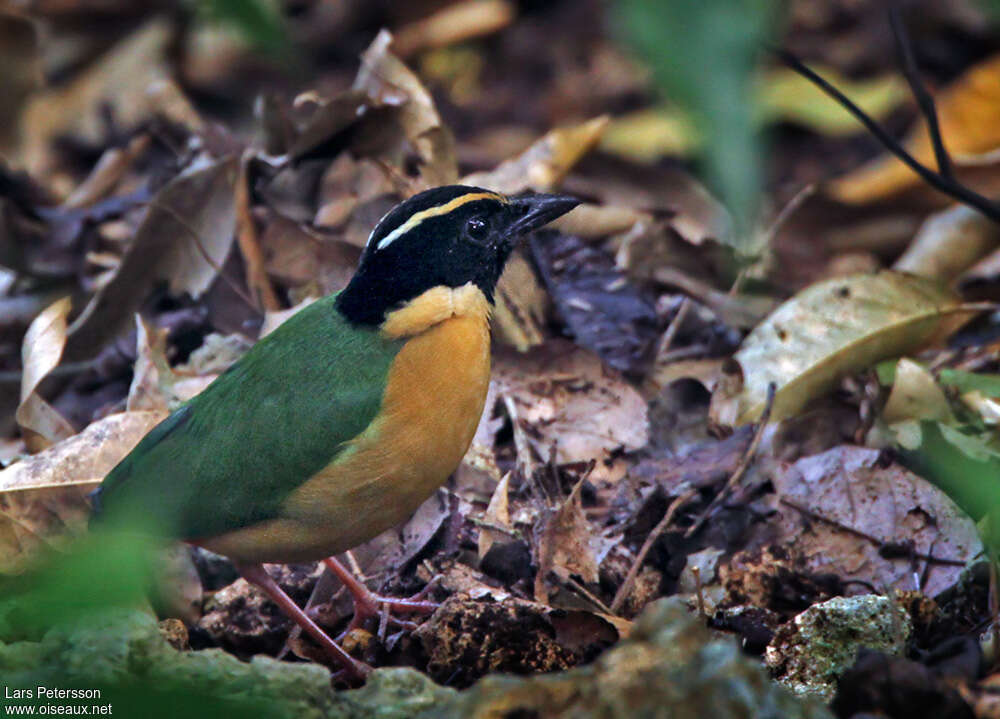 Elegant Pitta