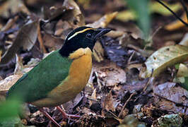 Elegant Pitta