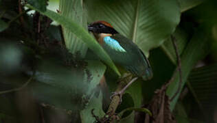 Black-faced Pitta