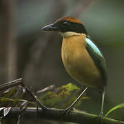 Black-faced Pitta