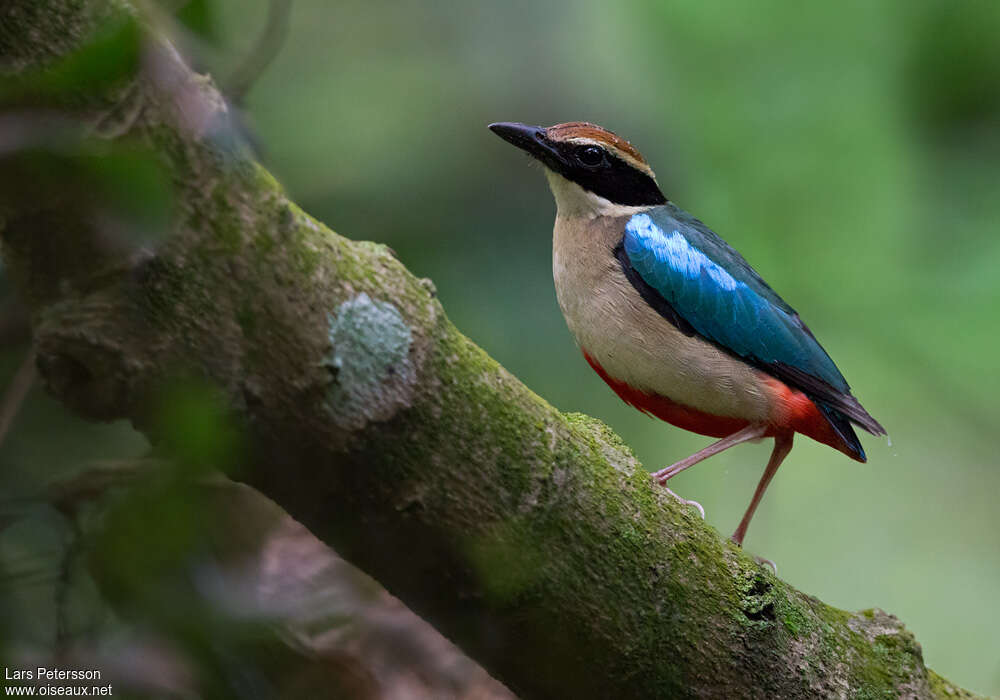 Brève migratriceadulte, identification