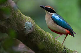 Fairy Pitta